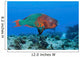 Rainbow Parrotfish Swimming Caribbean Wall Decal