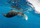 Manta Ray off Coast Wall Decal