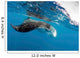 Manta Ray off Coast Wall Decal