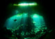Diver Garden Eden Cenote Wall Decal