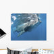 Whale Shark Feeding off Wall Decal Design 4