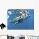 Whale Shark Feeding off Wall Decal Design 4
