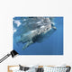 Whale Shark Feeding off Wall Decal Design 4