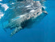 Whale Shark Feeding off Wall Decal Design 4