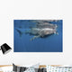Whale Shark Feeding off Wall Decal Design 3