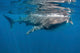 Whale Shark Feeding off Wall Decal Design 3