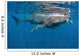 Whale Shark Feeding off Wall Decal Design 3