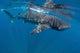 Whale Shark Feeding off Wall Decal Design 2