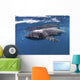 Whale Shark Feeding off Wall Decal Design 1