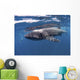 Whale Shark Feeding off Wall Decal Design 1