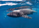 Whale Shark Feeding off Wall Decal Design 1