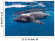 Whale Shark Feeding off Wall Decal Design 1