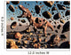 Powerful T-rex Shatters Its Wall Decal