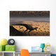 Lone T Rex Looks Wall Decal