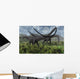 Two Giant Diplodocus Herbivore Wall Decal