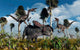 Pair Velociraptors Attack Lone Wall Decal