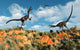 Pair Velociraptors Involved Territorial Wall Decal Design 2