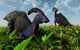 Pair Parasaurolophus Duckbill Dinosaurs Wall Decal