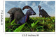 Pair Parasaurolophus Duckbill Dinosaurs Wall Decal