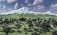 Herd Albertaceratops Grazing Distant Wall Decal