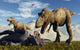 Pair Tyrannosaurus Rex Dinosaurs Wall Decal