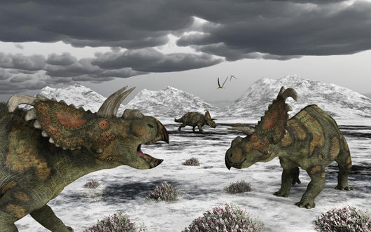 Albertaceratops during Their Winter Close-up Wall Decal