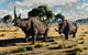 Pair Mature Woolly Rhinoceros Wall Decal