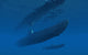 German U-boats Forming Part Wall Decal