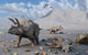 Petrified Triceratops Dinosaurs from Wall Decal