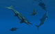 Stenopterygius Ichthyosaurs Swimming Underwater Wall Decal