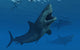 Giant Megalodon Shark Close-up Wall Decal