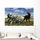 Smilodon Saber-toothed Cat Discovers Wall Decal