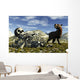 Smilodon Saber-toothed Cat Discovers Wall Decal