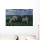 Pachyrhinosaurus Dinosaurs Grazing Wall Decal