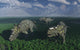Pachyrhinosaurus Dinosaurs Grazing Wall Decal