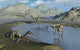 Gathering Pelecanimimus Dinosaurs around Wall Decal
