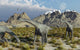 Herd Camarasaurus Sauropod Dinosaurs Wall Decal