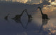 Silhouetted Shapes Sauropod Dinosaurs Wall Decal