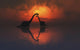 Silhouetted Shapes Sauropod Dinosaurs Pair Wall Decal