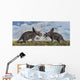Pair Torosaurus Dinosaurs Involved Wall Decal