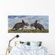 Pair Torosaurus Dinosaurs Involved Wall Decal