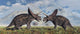 Pair Torosaurus Dinosaurs Involved Wall Decal