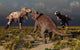 Pair T-rex Dinosaurs Attacking Evening Wall Decal