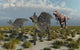Carnivorous T-rex Chasing Pair Wall Decal