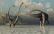 Small Herd Omeisaurus Dinosaurs Wall Decal