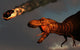 Vicious T-rex Dinosaurs Observing Wall Decal