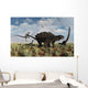 Velociraptors Attacking Armored Pinacosaurus Wall Decal