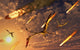 Quetzalcoatlus Try to Avoid Wall Decal