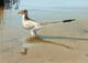 Bambiraptor Feinbergi Standing Shallow Wall Decal