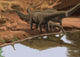 Apatosaurus Dinosaurs Drinking Water Wall Decal